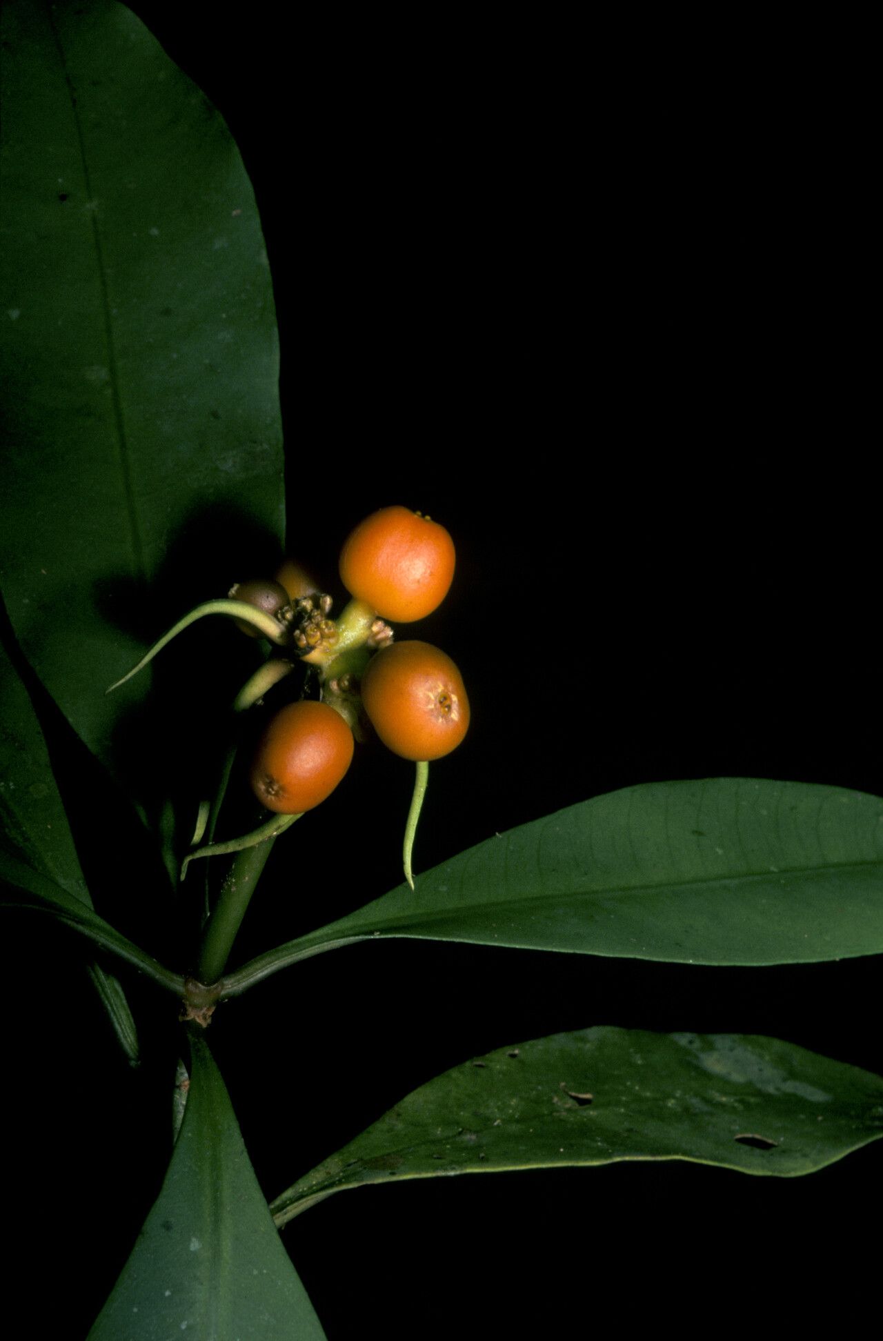 Carapichea ligularis fruit