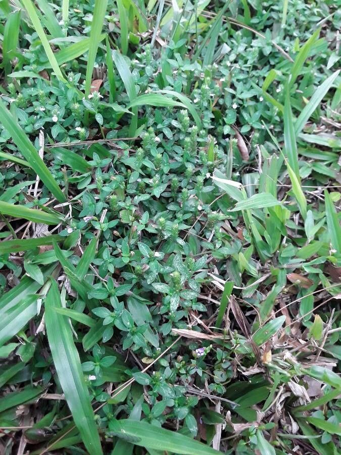 Torenia crustacea habit