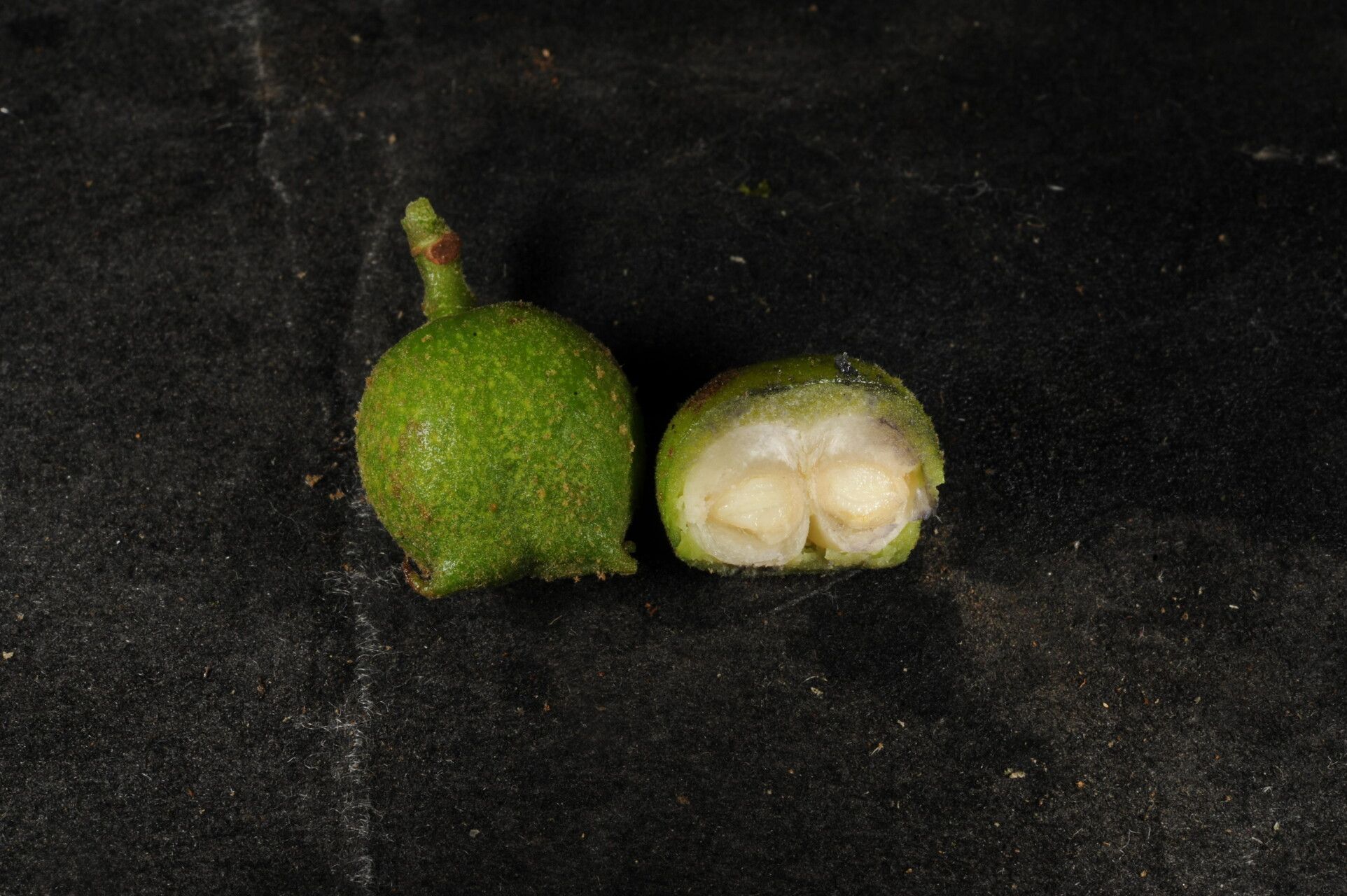 Matudaea trinervia fruit