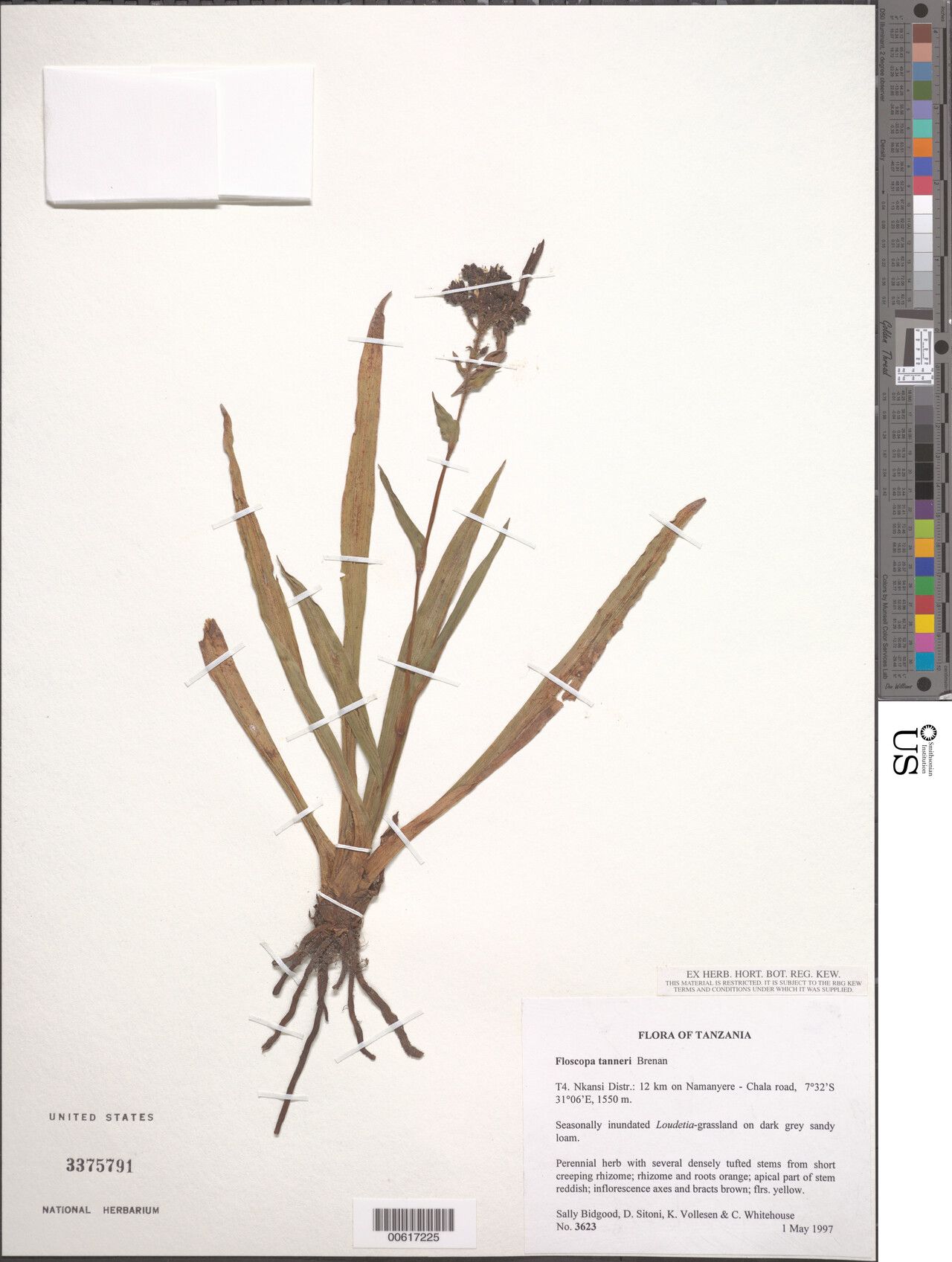 Floscopa tanneri — houseplant care guide