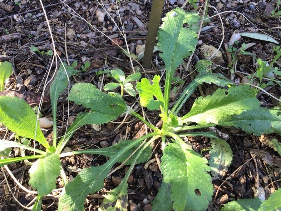 Knautia macedonica leaf