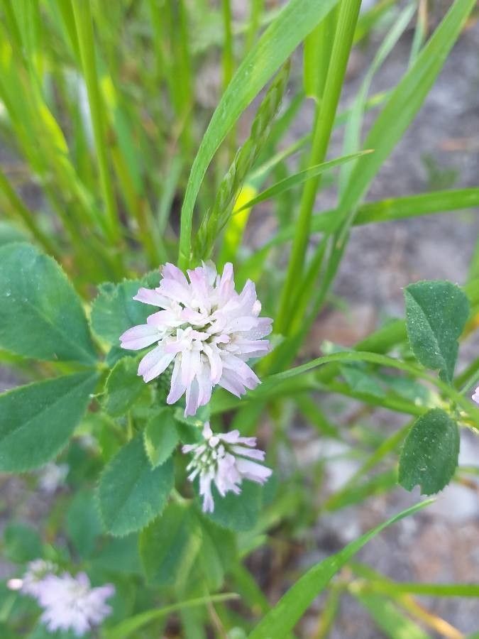 Trifolium resupinatum flower