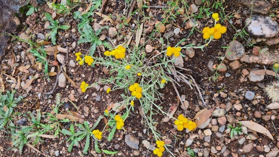 Chrysocephalum apiculatum fruit