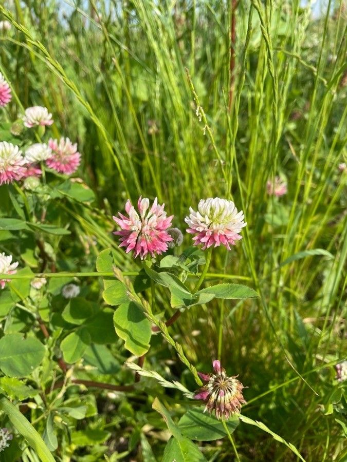 Trifolium hybridum flower