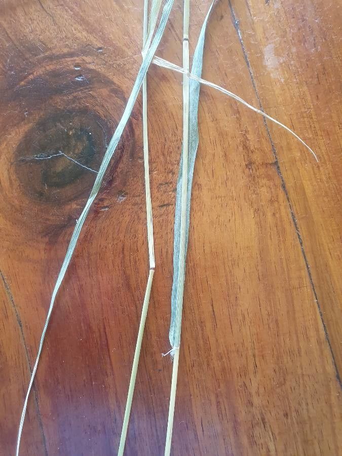 Enteropogon macrostachyus — houseplant care guide