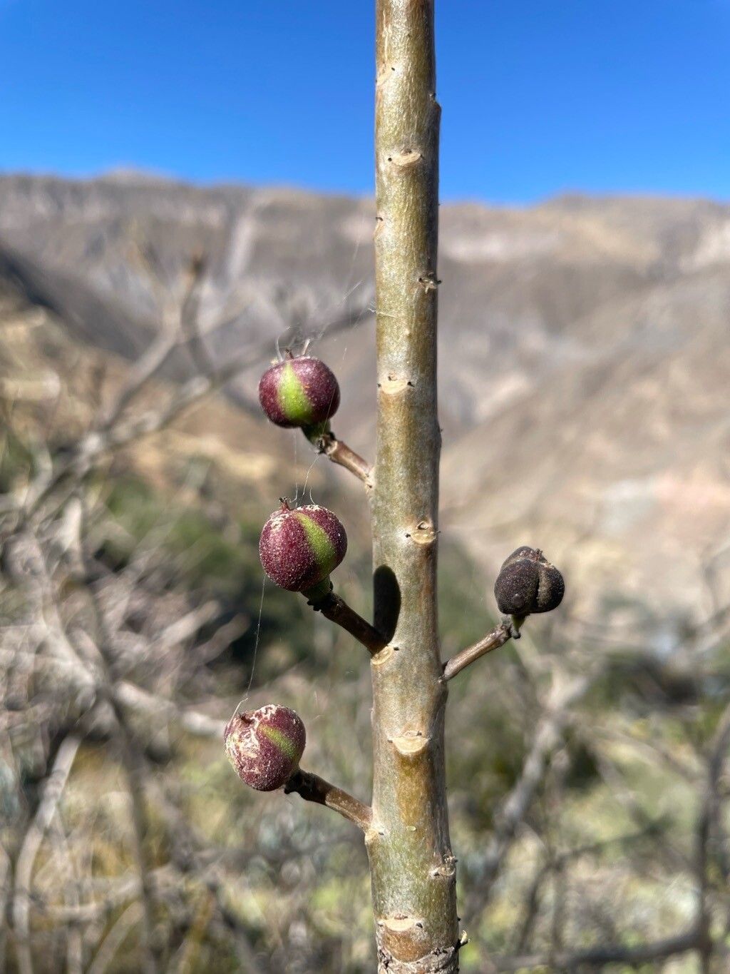 Euphorbia apurimacensis — houseplant care guide