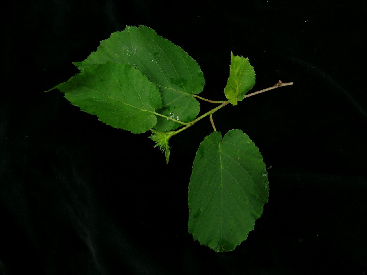 Corylus jacquemontii habit
