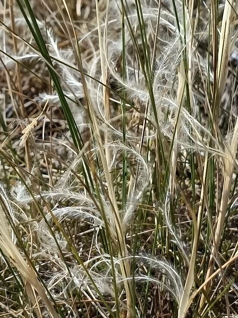 Stipa pennata flower