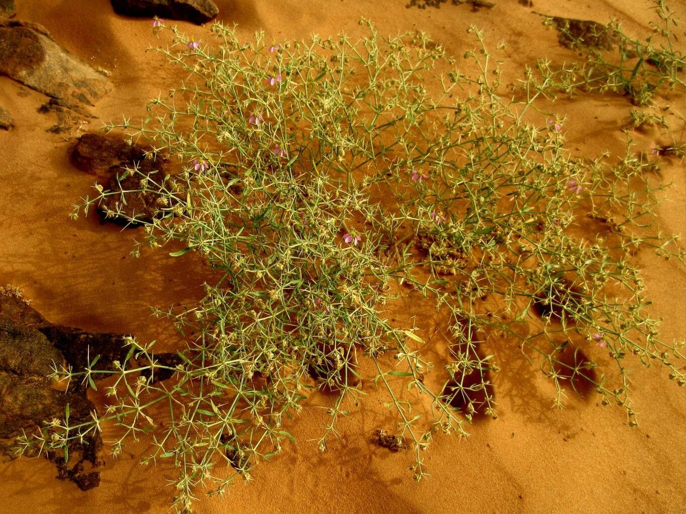 Zygophyllum indicum — houseplant care guide