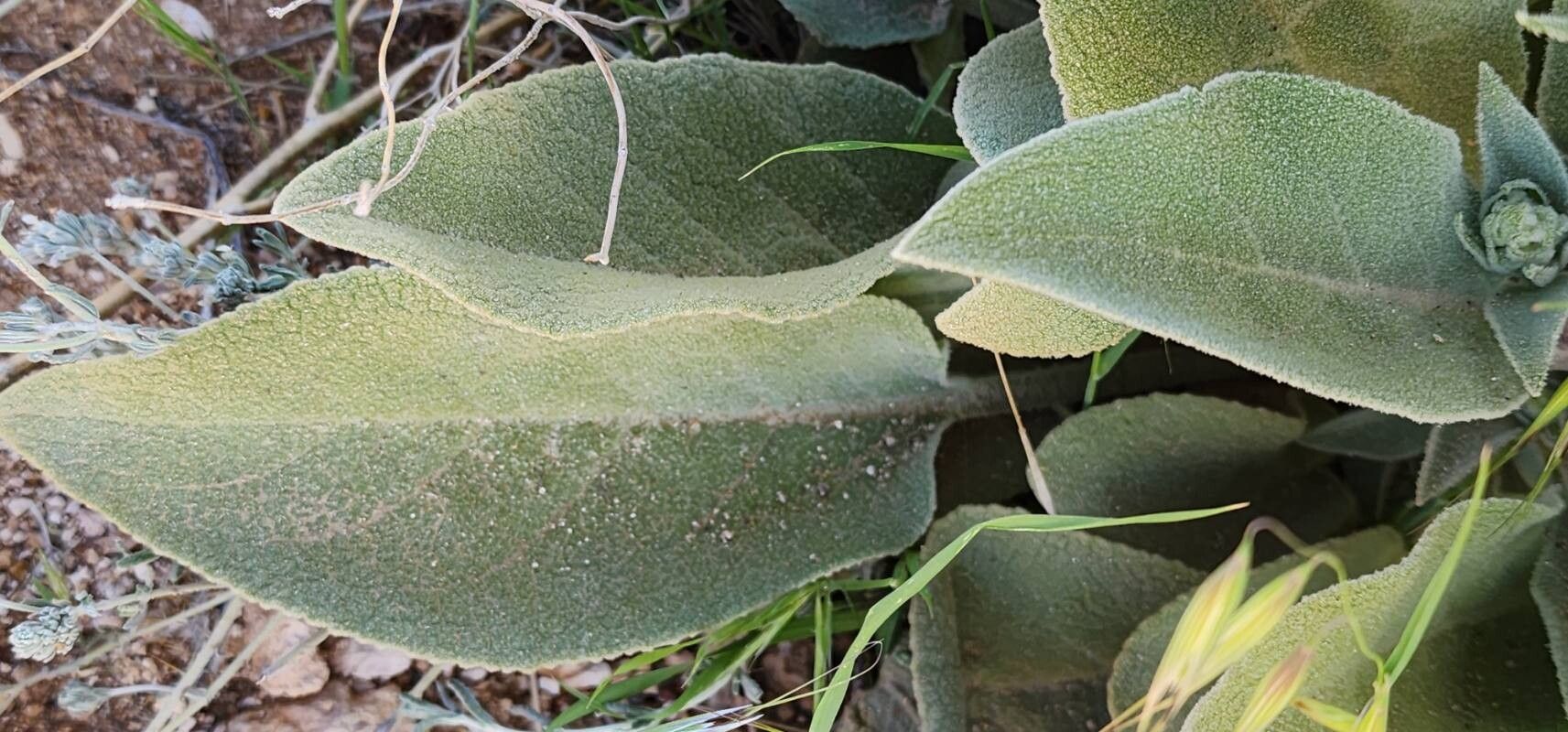 Verbascum carmanicum leaf