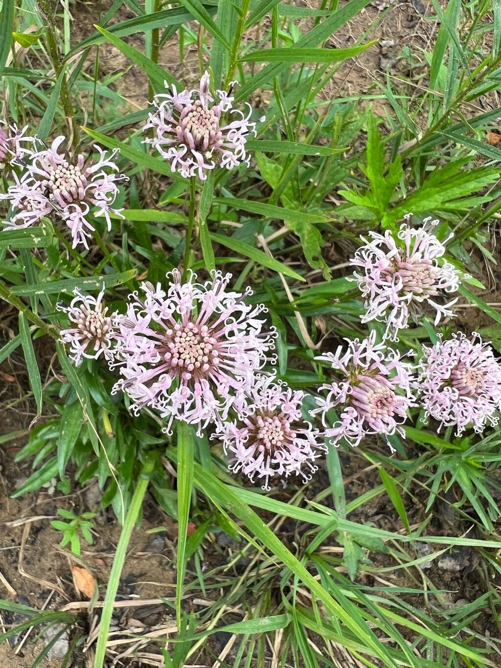 Marshallia pulchra flower