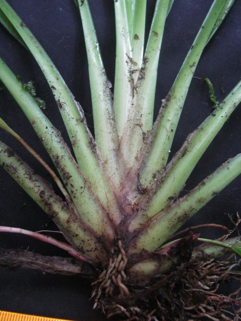 Maxillaria bicallosa bark