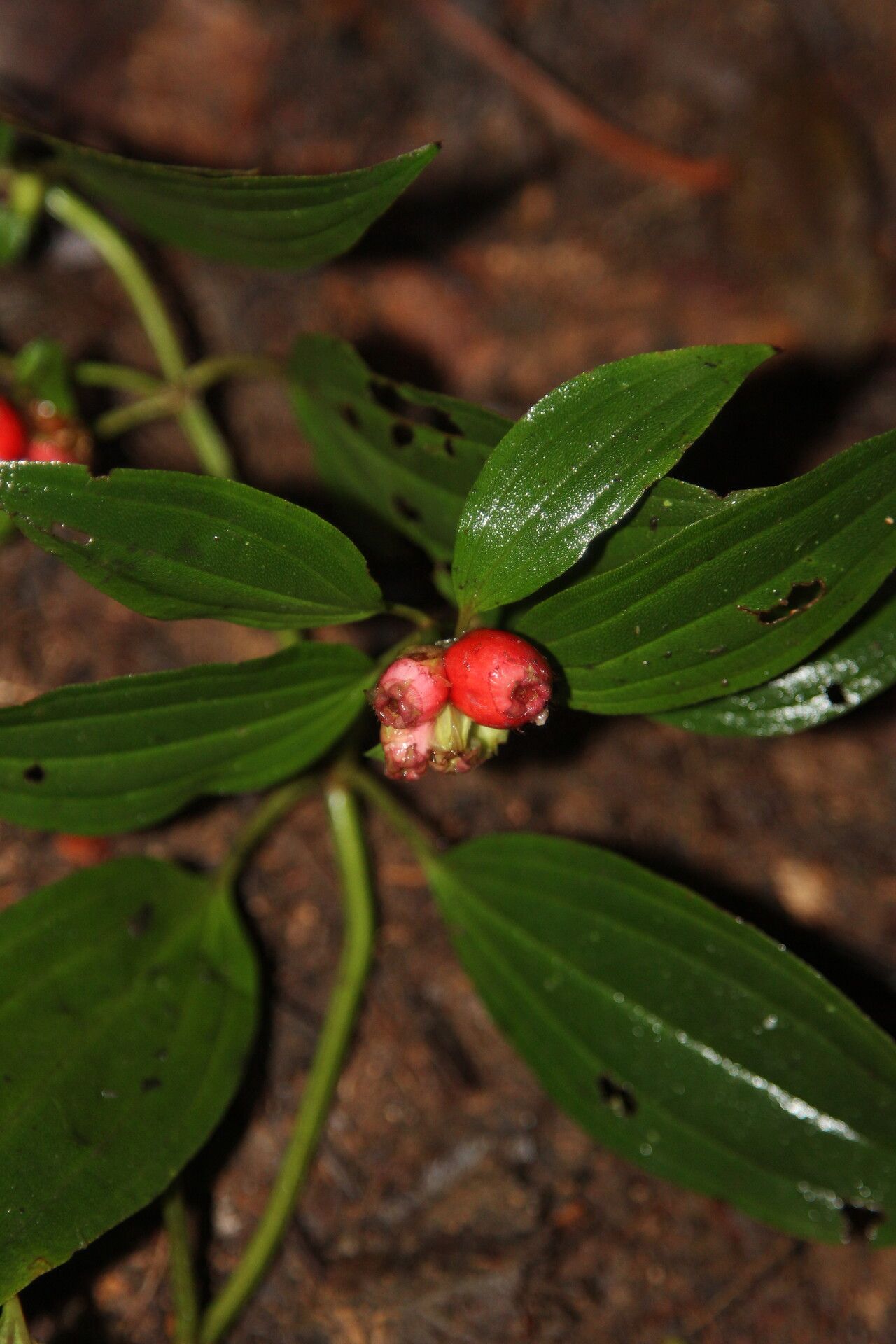 Tristemma oreophilum fruit