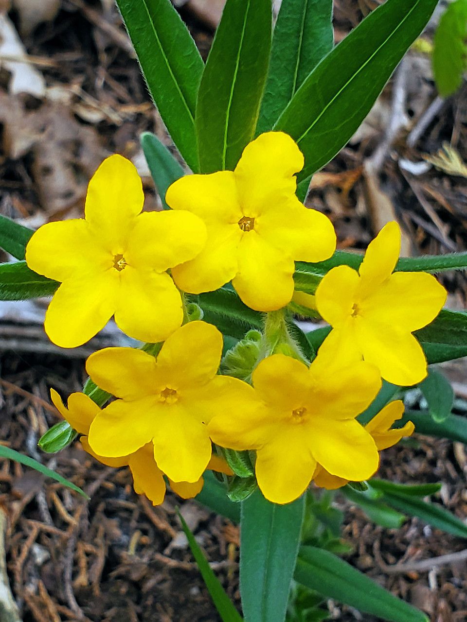 Lithospermum canescens flower