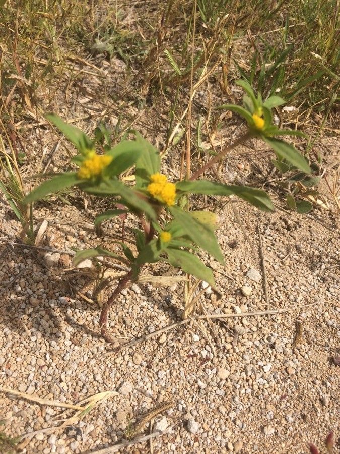 Flaveria bidentis other