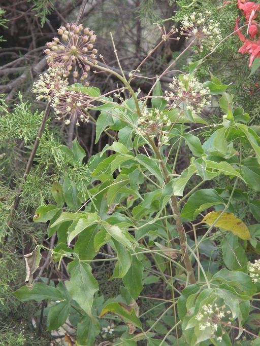 Aralia humilis — search result for 'Aralia'