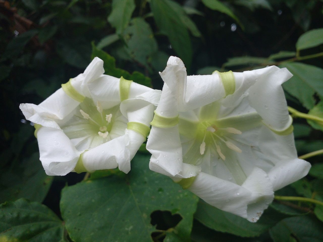 Ipomoea alba flower