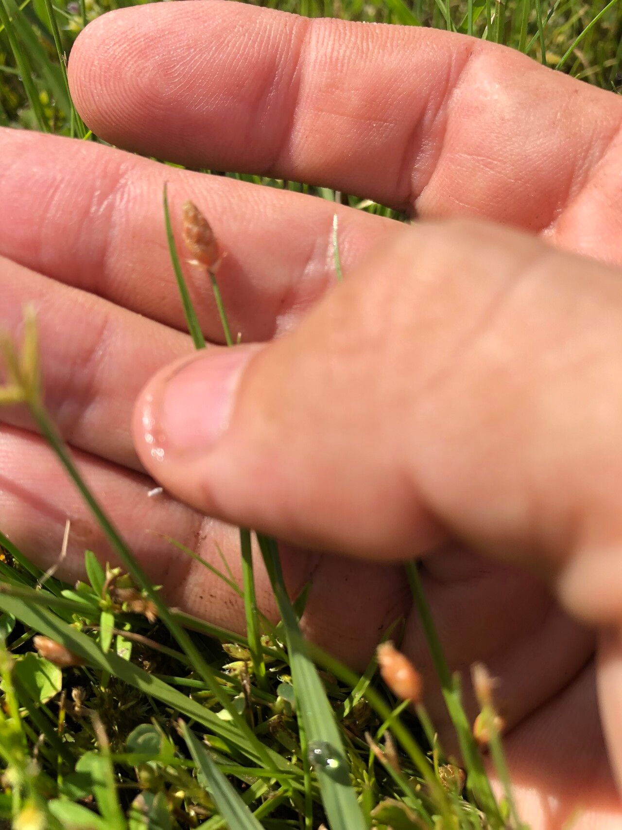 Fimbristylis schoenoides habit