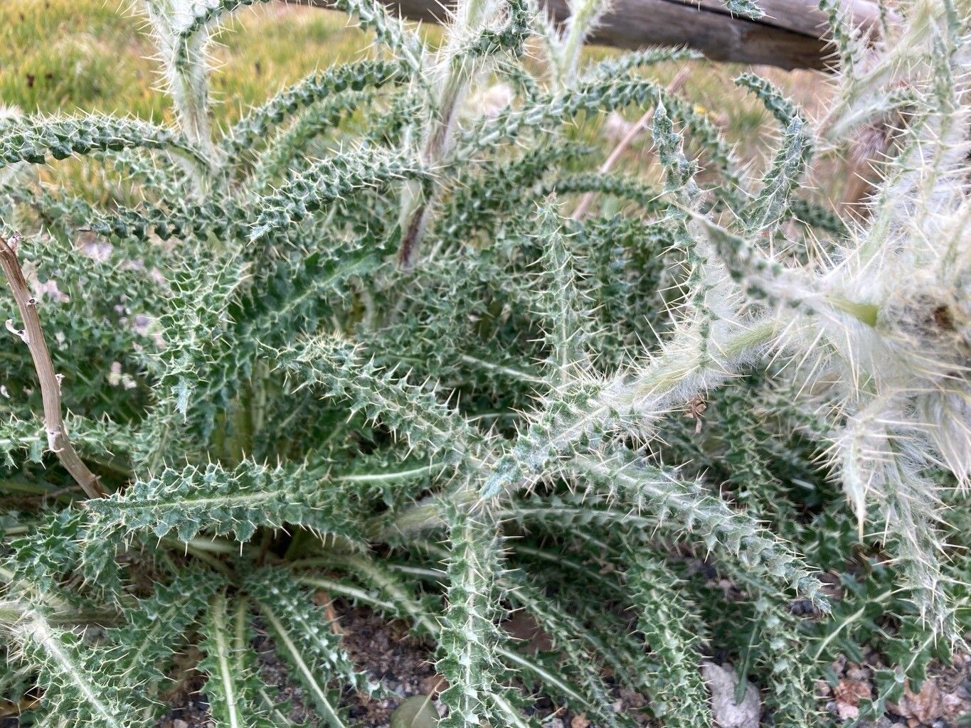 Cirsium scopulorum — search result for 'Cirsium'