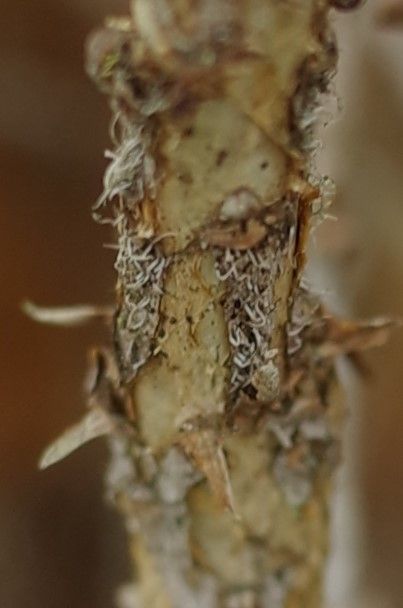 Rhododendron saluenense bark