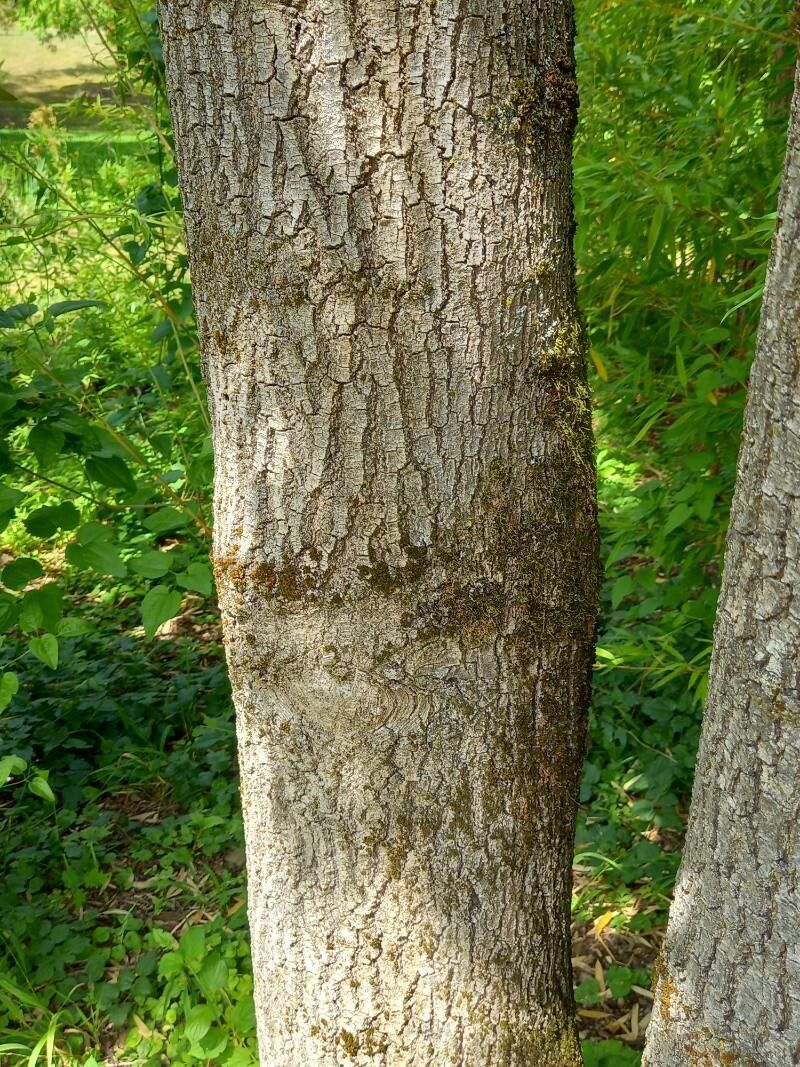 Fraxinus bungeana bark