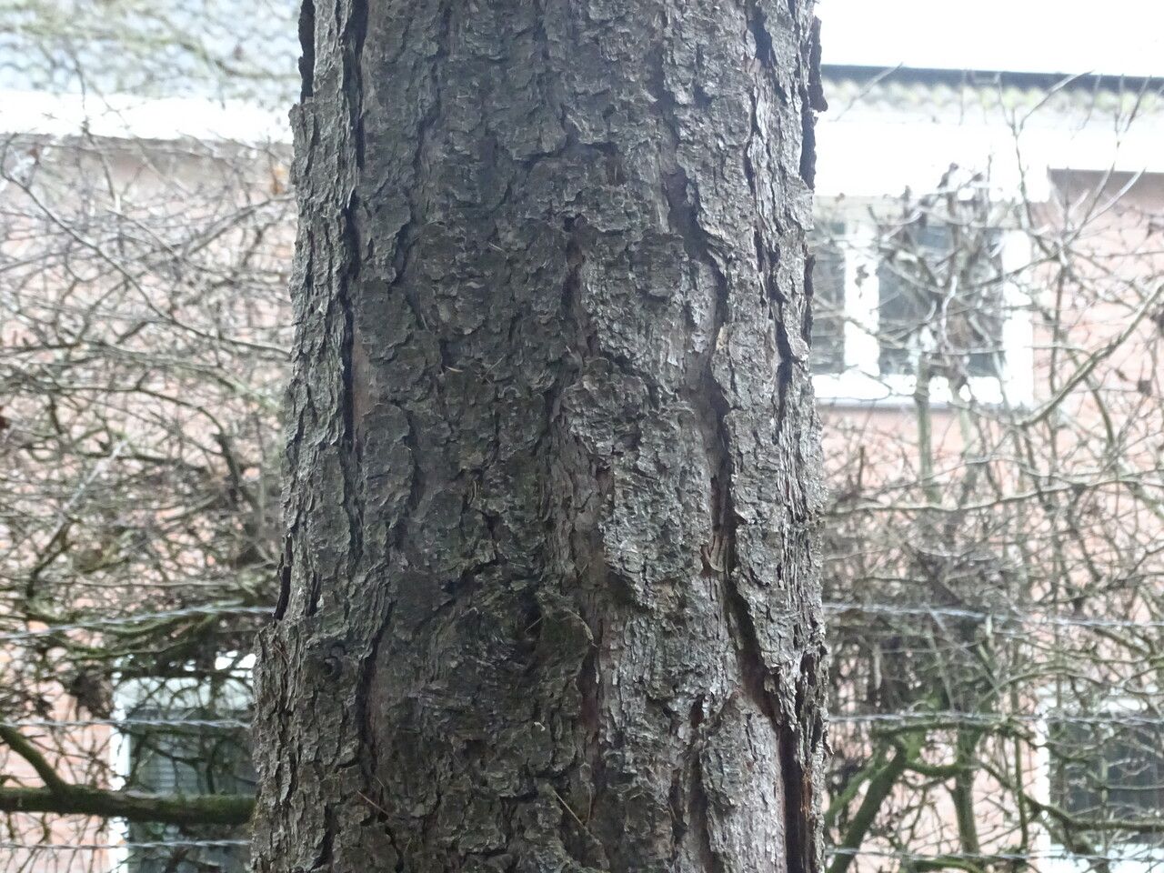 Pinus coulteri bark