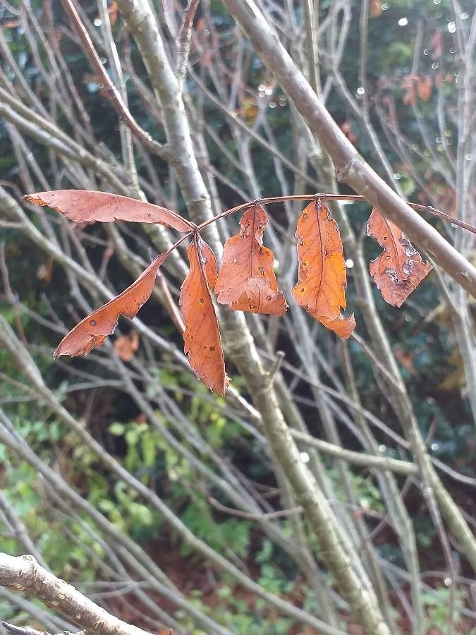 Sorbus matsumurana — houseplant care guide