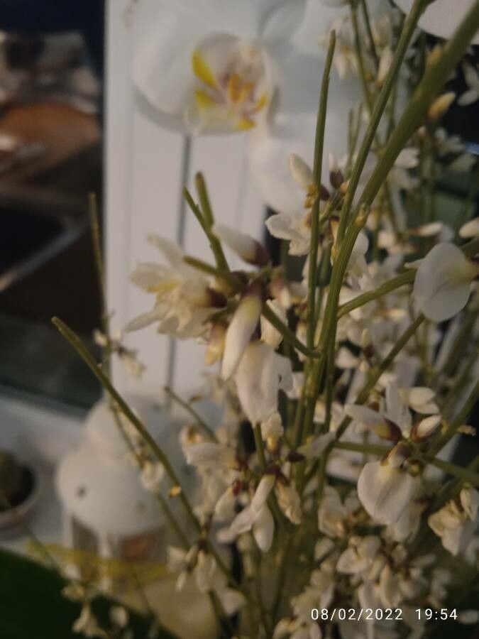 Genista monosperma flower