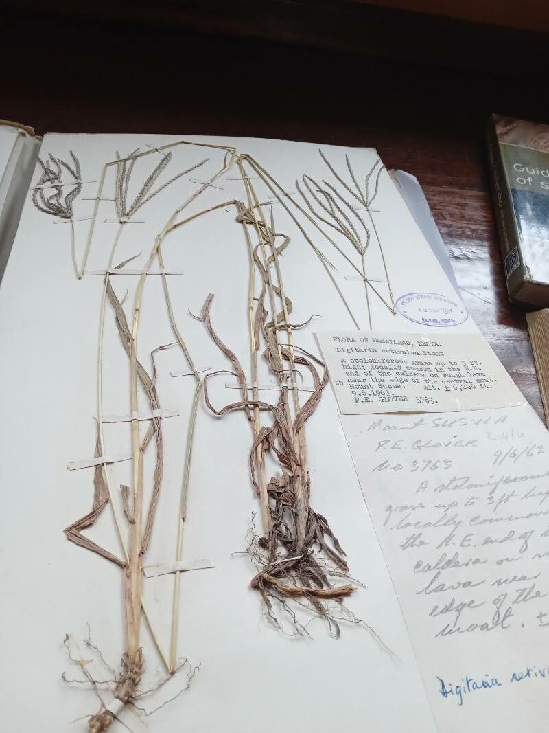 Digitaria eriantha flower