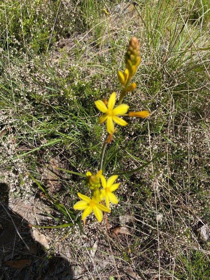 Bulbine bulbosa flower