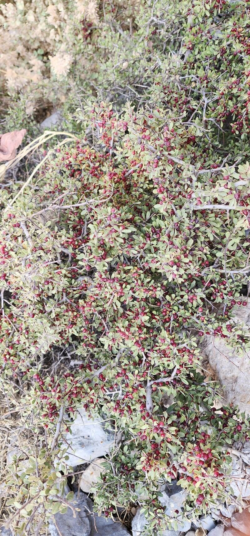 Rhamnus kurdica habit