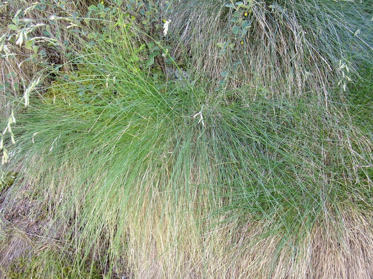 Festuca varia habit
