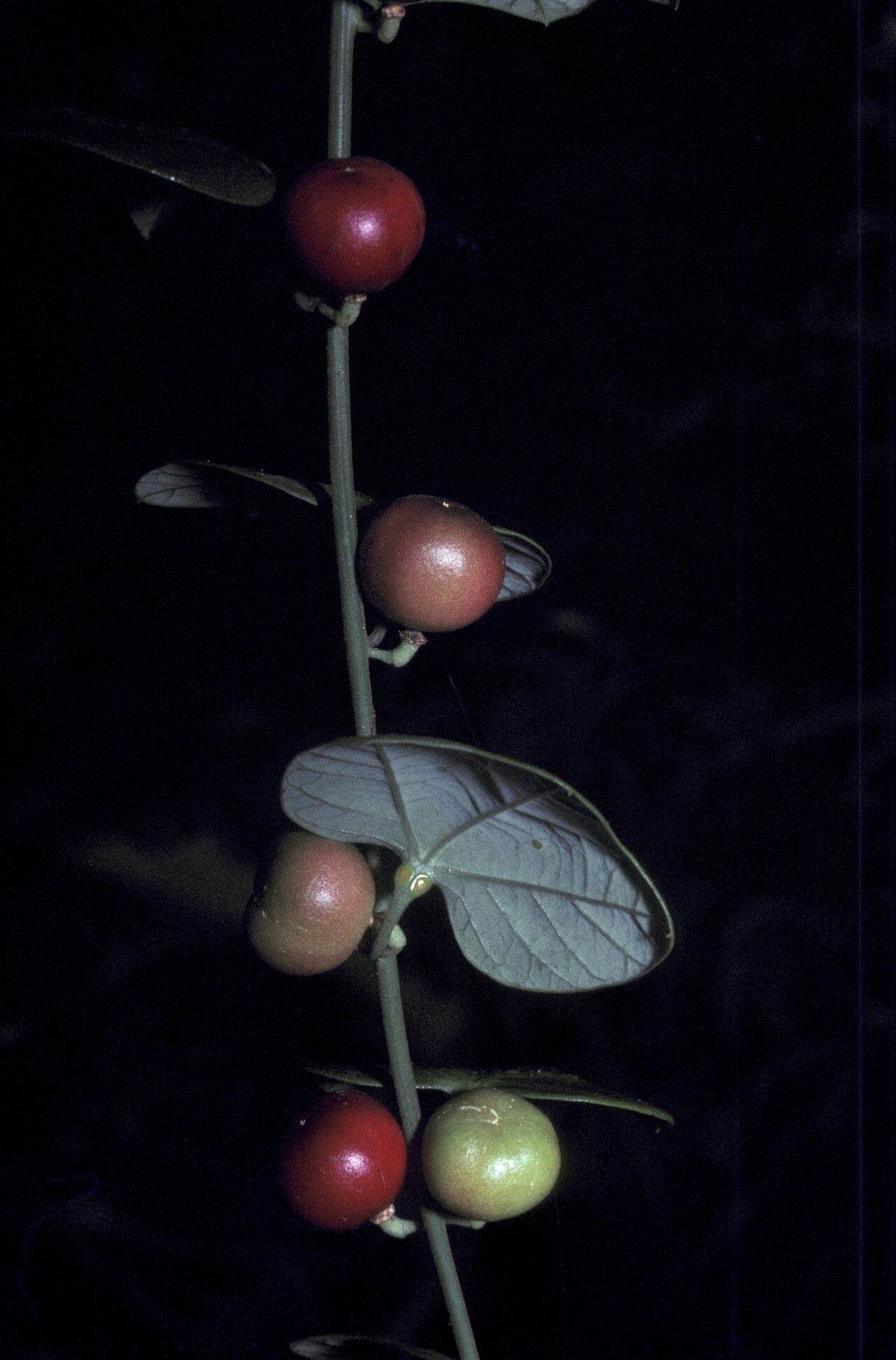 Passiflora fanchoniae fruit