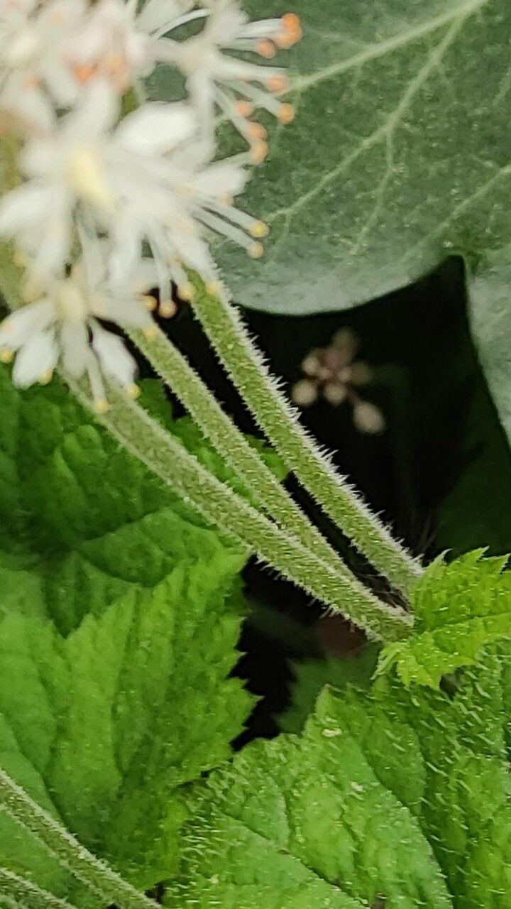 Tiarella cordifolia bark