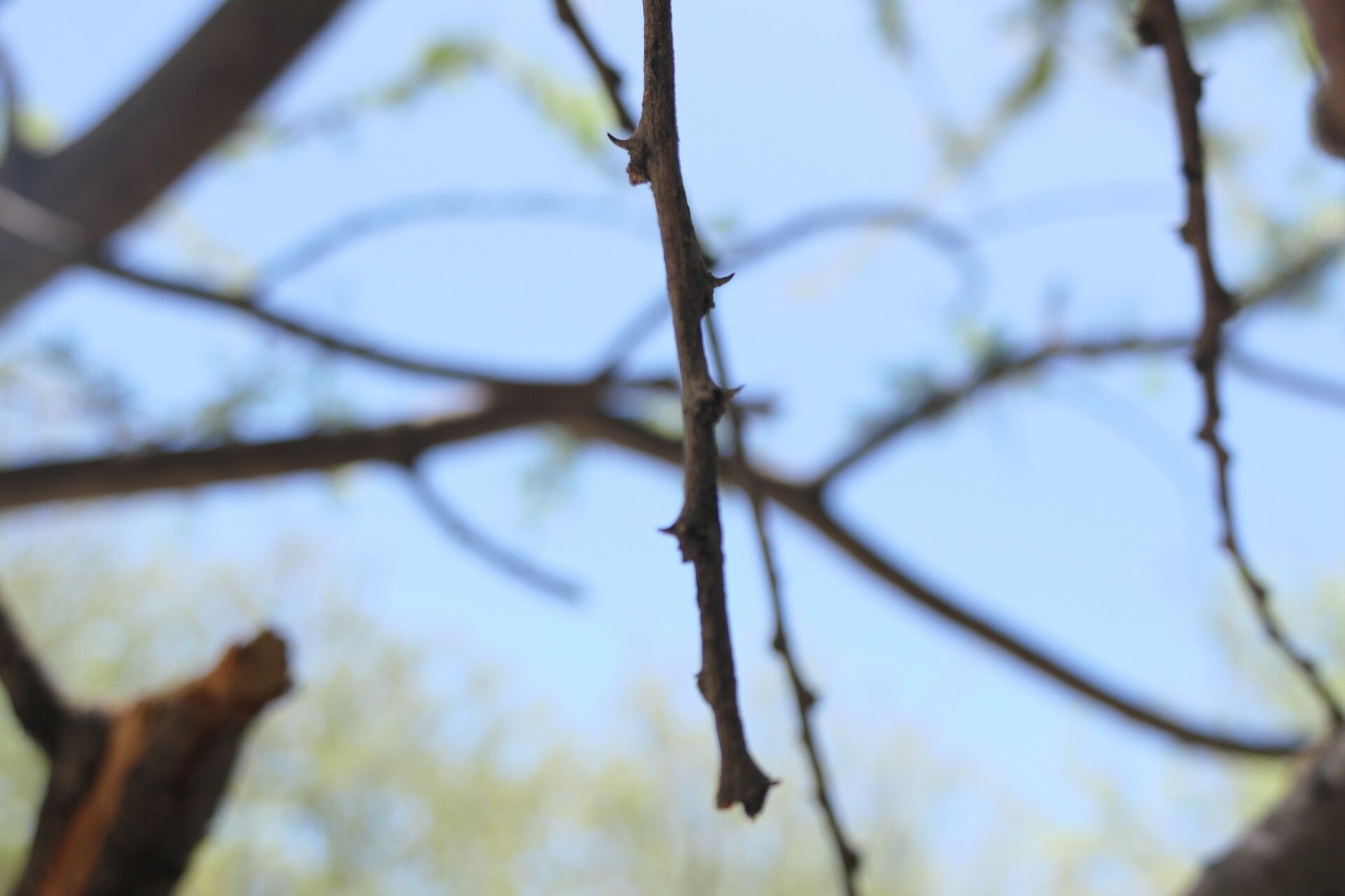 Acacia reficiens bark