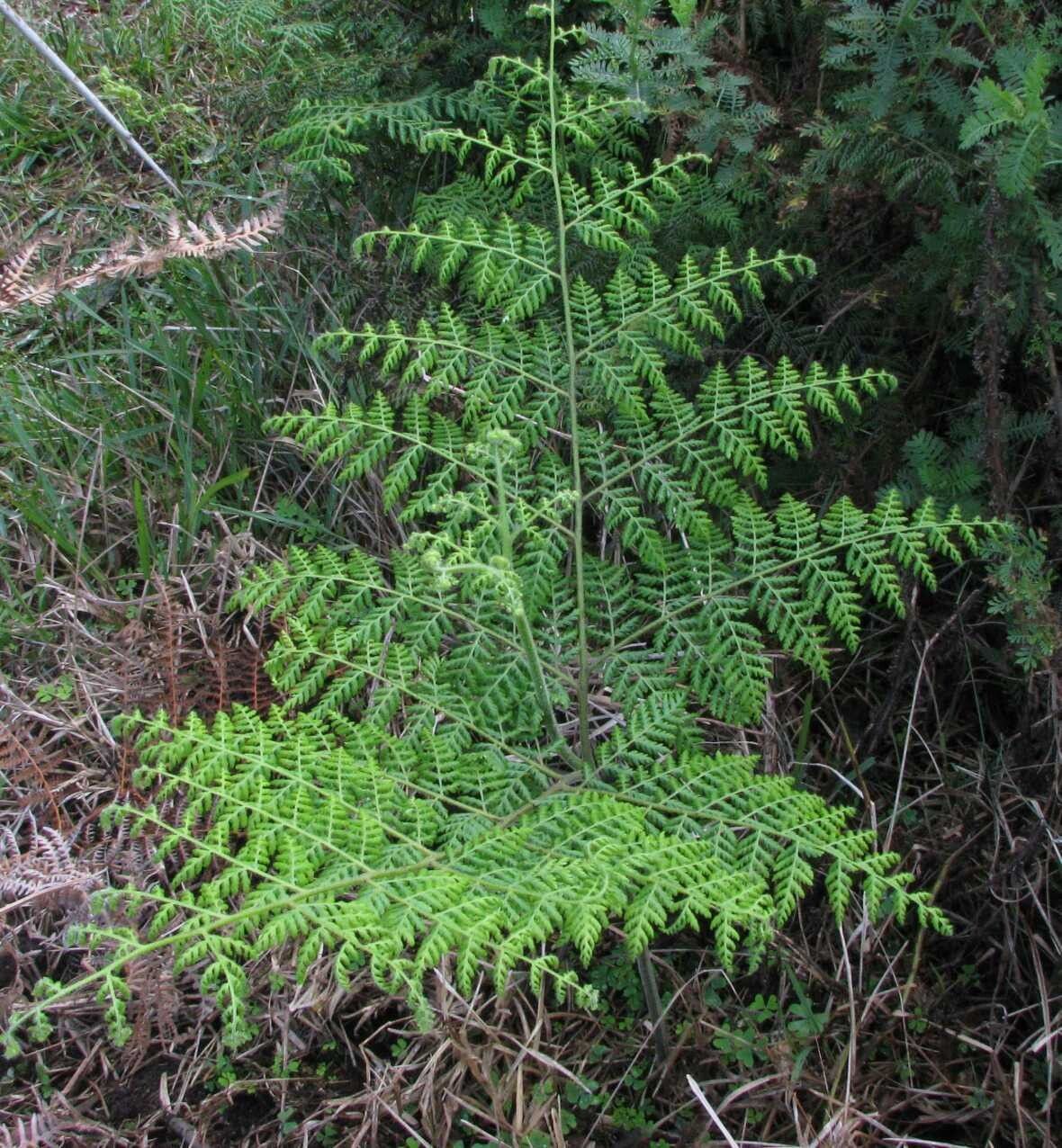 Hypolepis sparsisora habit