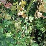 Petroselinum crispum