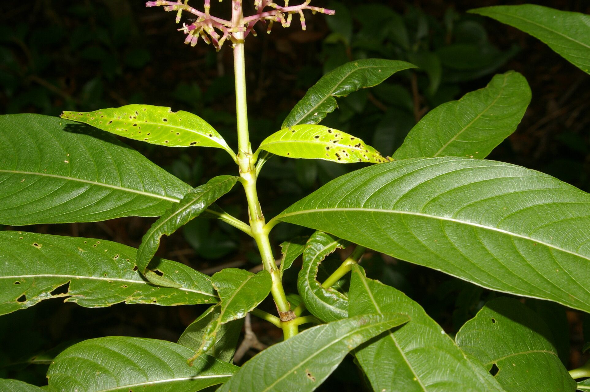 Palicourea angustifolia — houseplant care guide