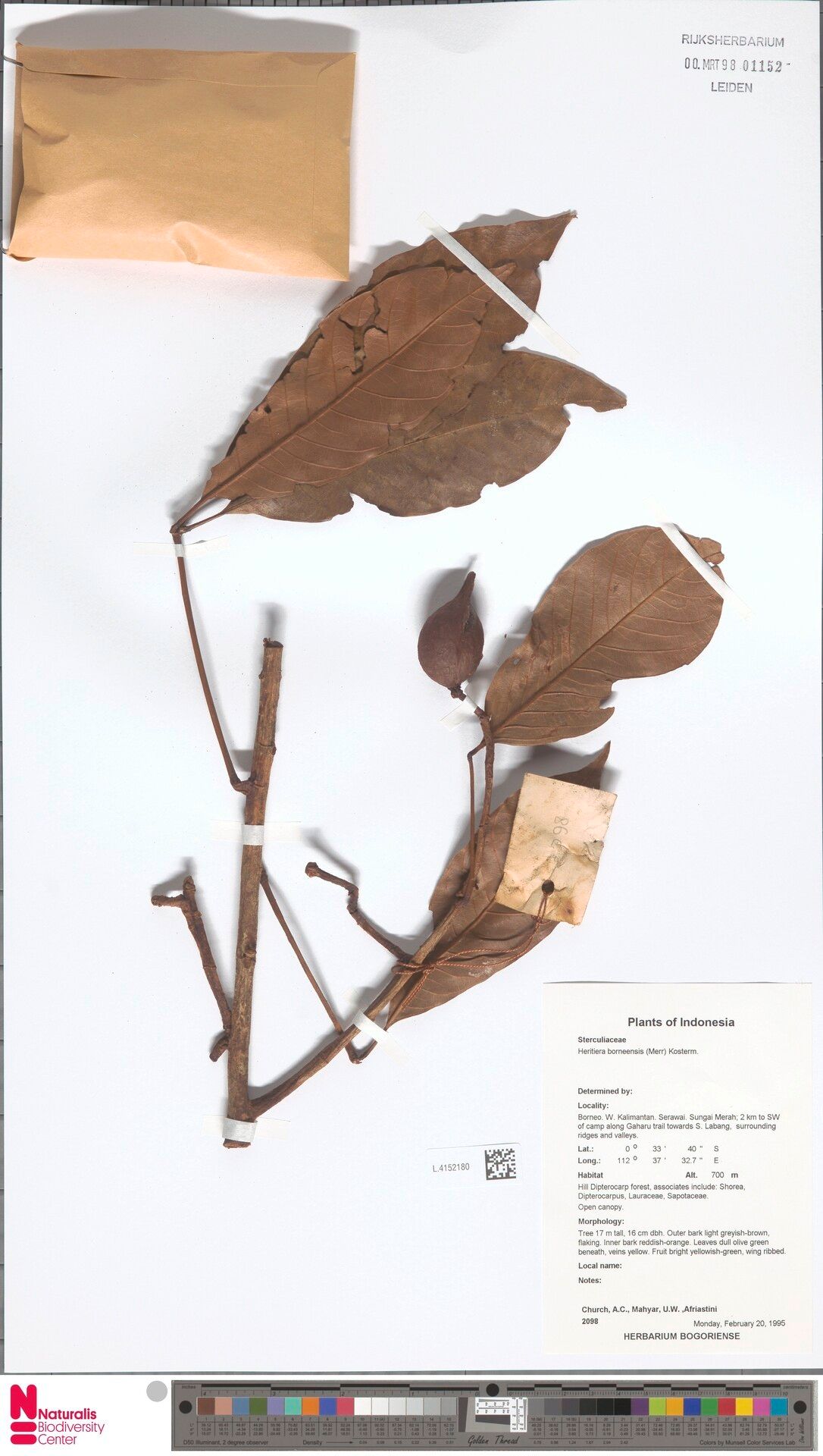 Heritiera borneensis — related species from the same genus