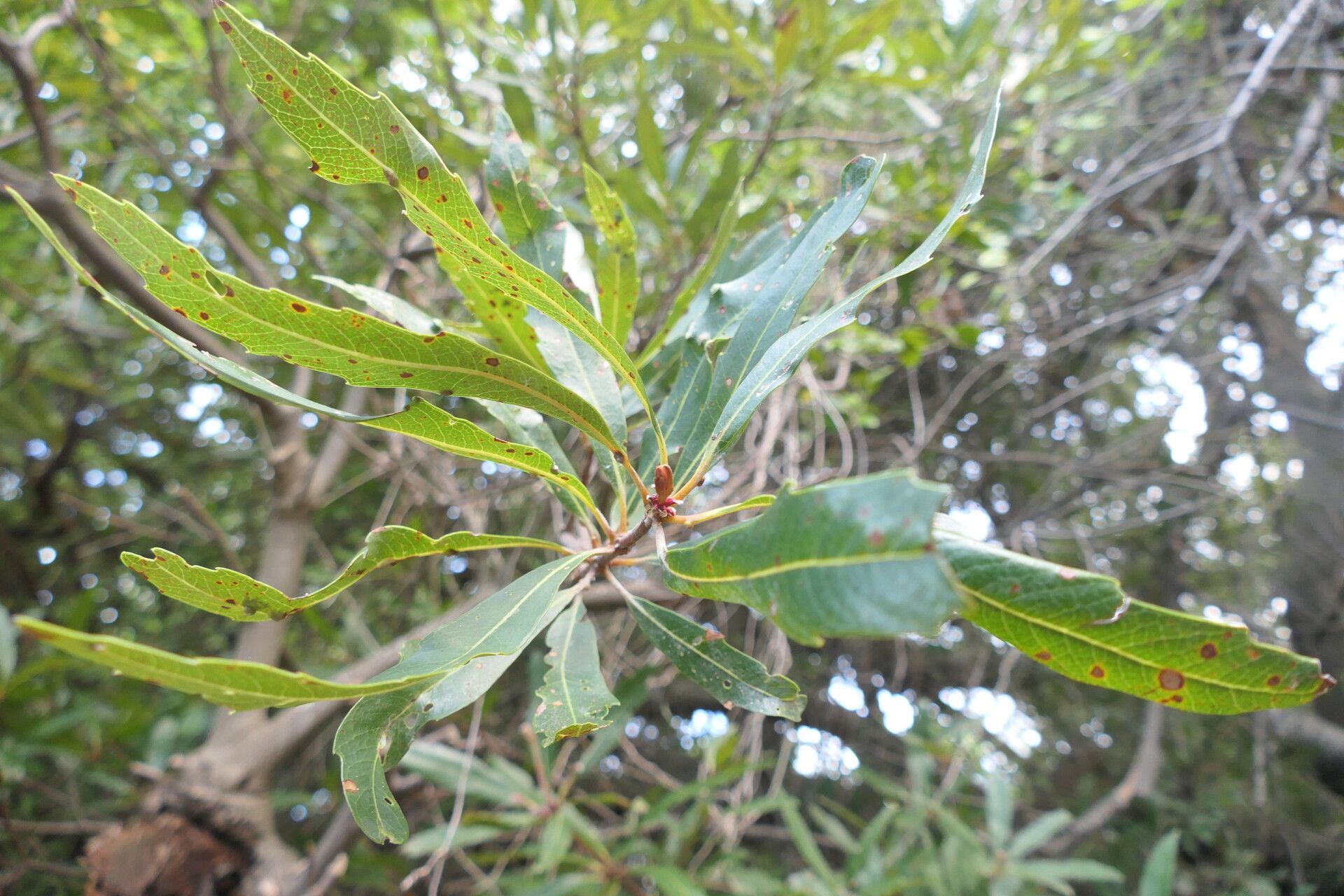 Brabejum stellatifolium — search result for 'Proteaceae'