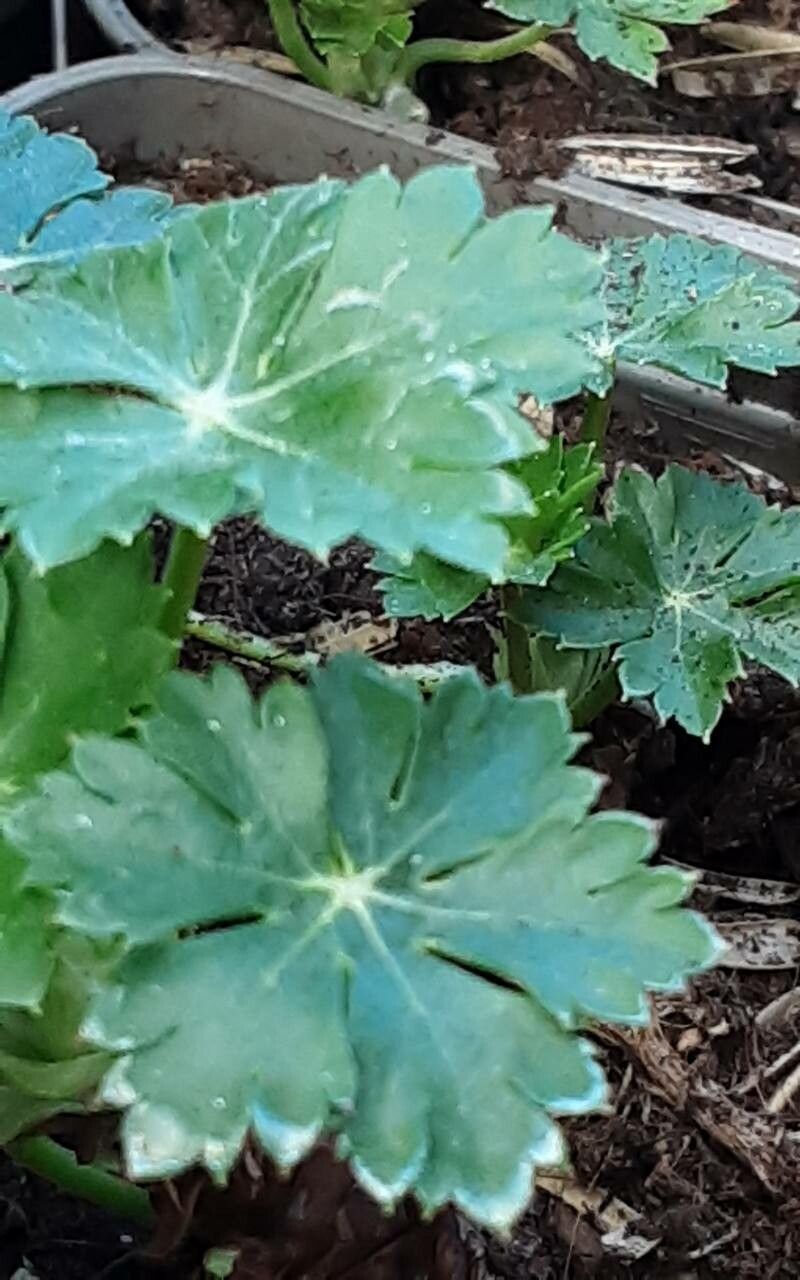 Geranium × cantabrigiense — houseplant care guide