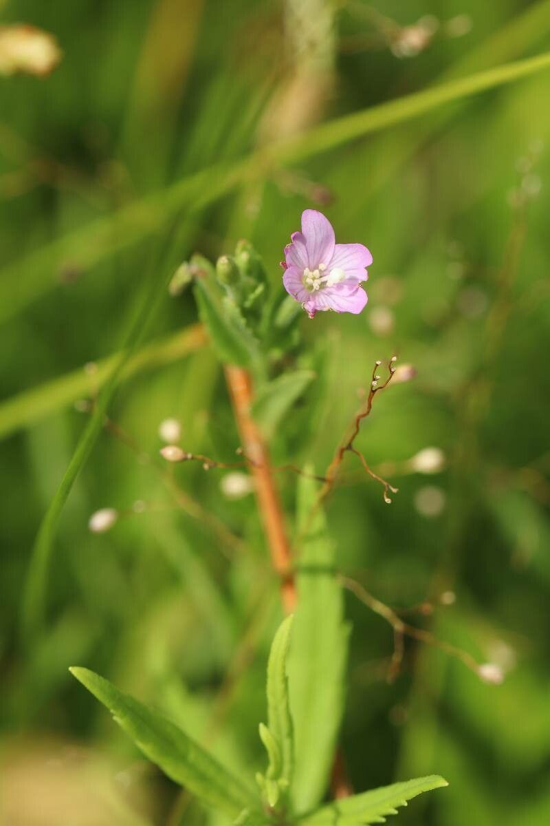 Epilobium pyrricholophum — search result for 'Epilobium'