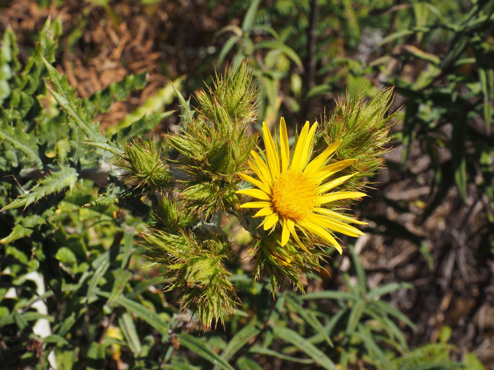 Berkheya angolensis — related species from the same genus