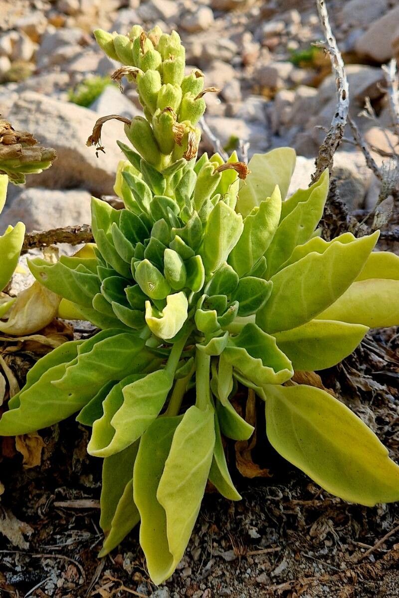 Hyoscyamus gallagheri habit
