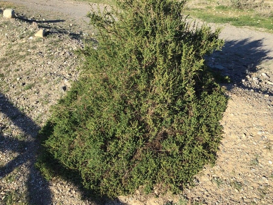 Rhodanthe oppositifolia habit