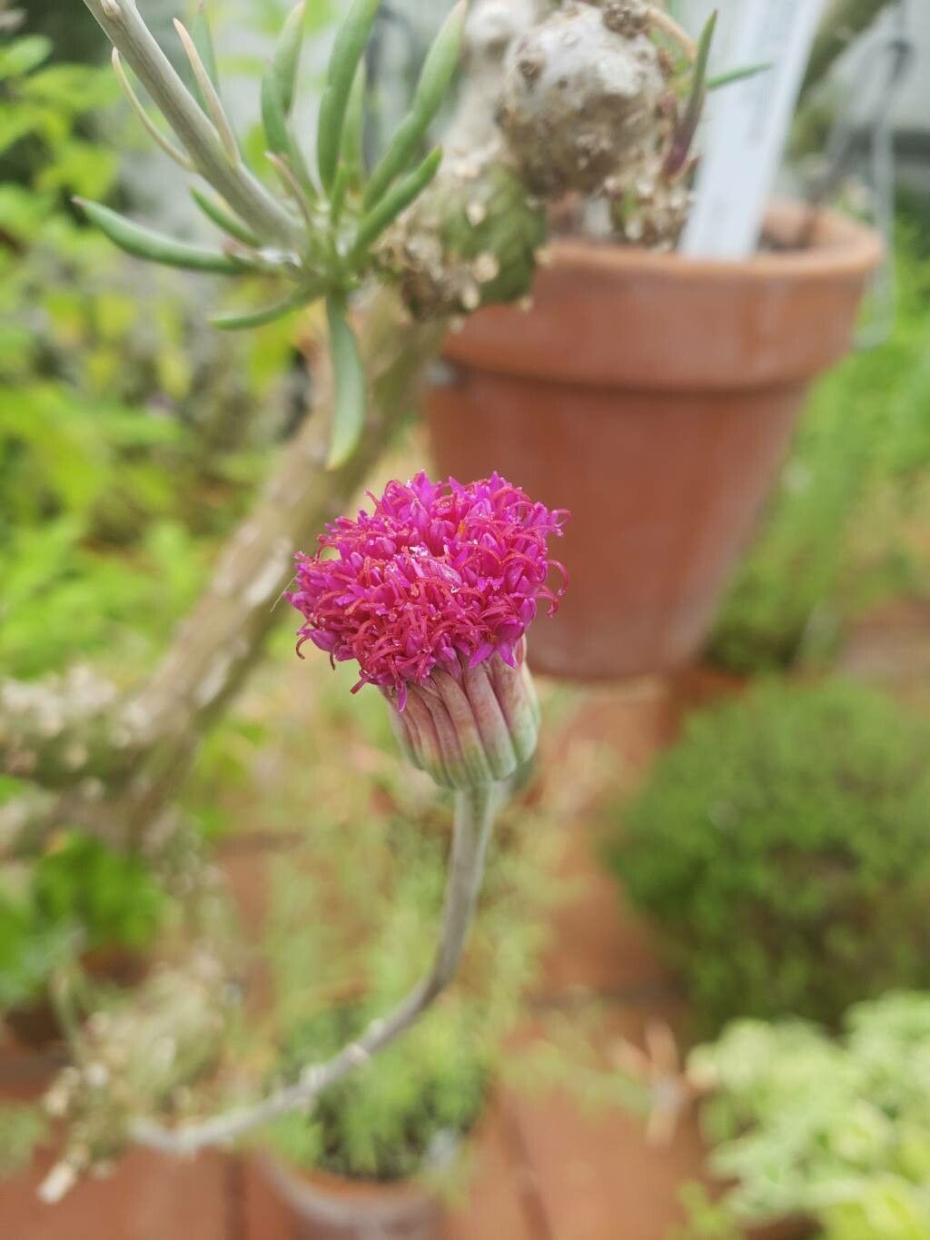 Kleinia leptophylla flower