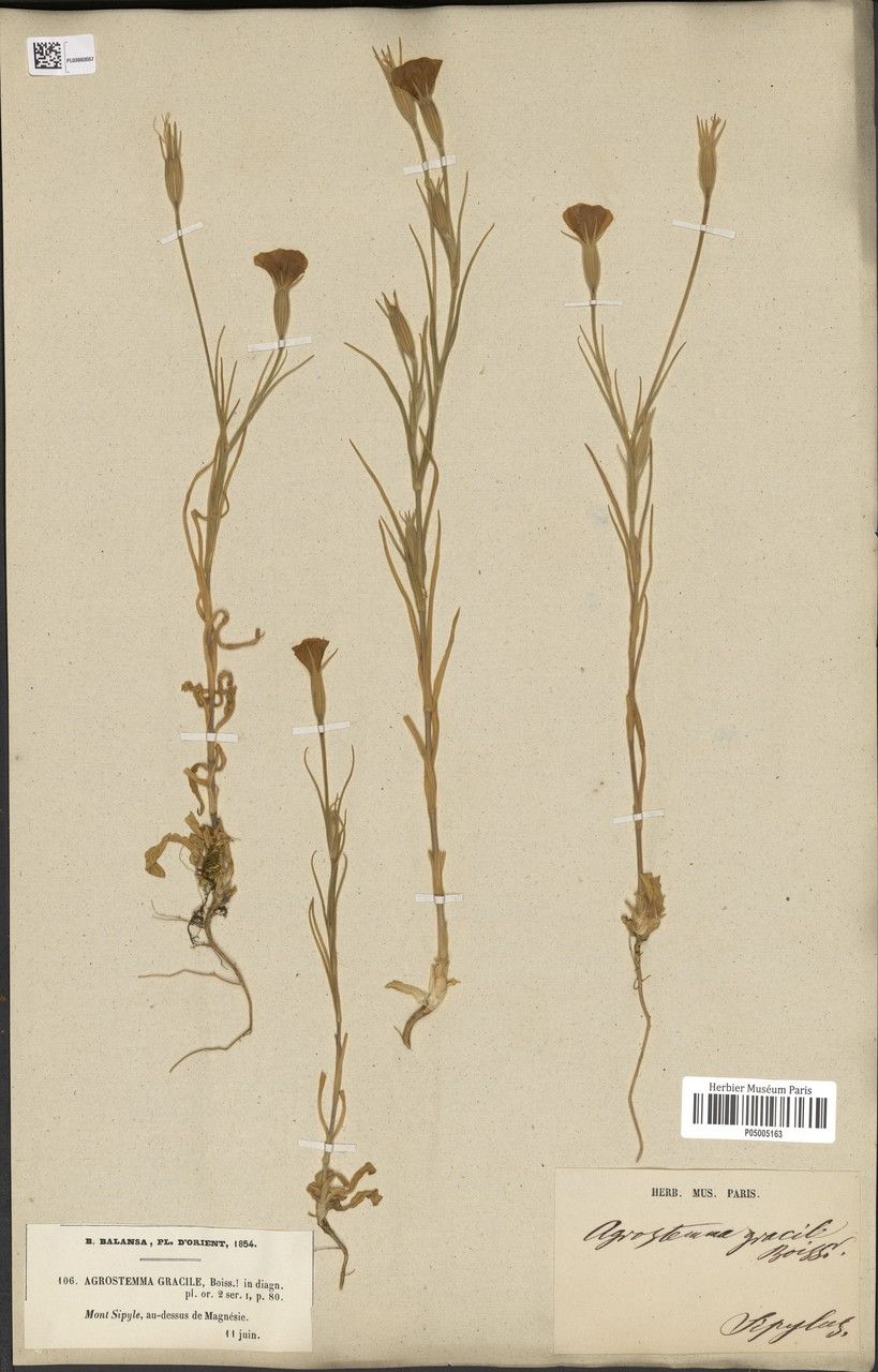 Agrostemma brachylobum other