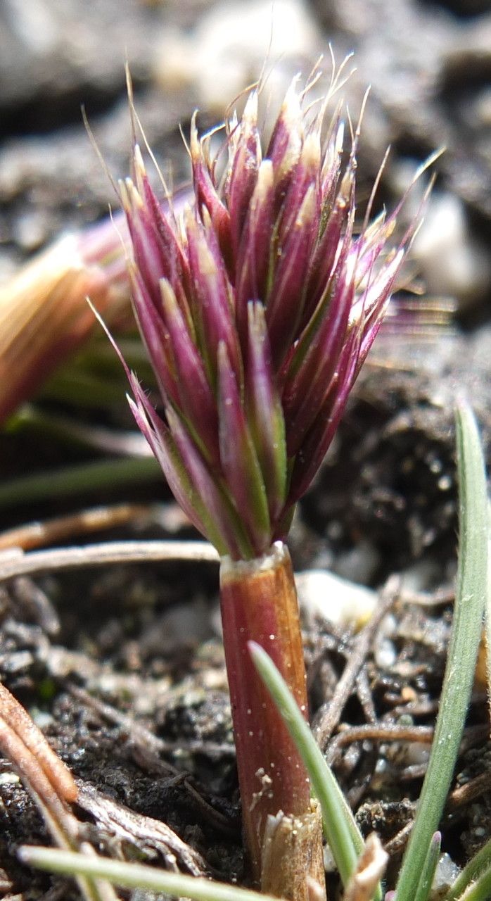 Dielsiochloa floribunda flower