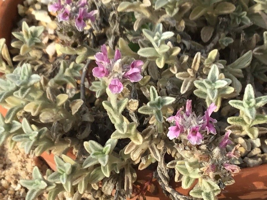 Sideritis stachydioides flower