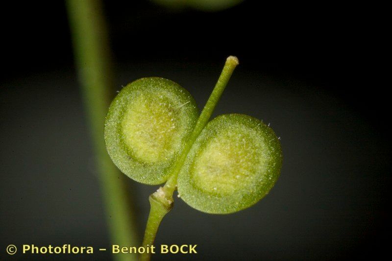 Biscutella lyrata fruit